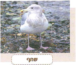 (בספר תמונה, היעזר במנחה)